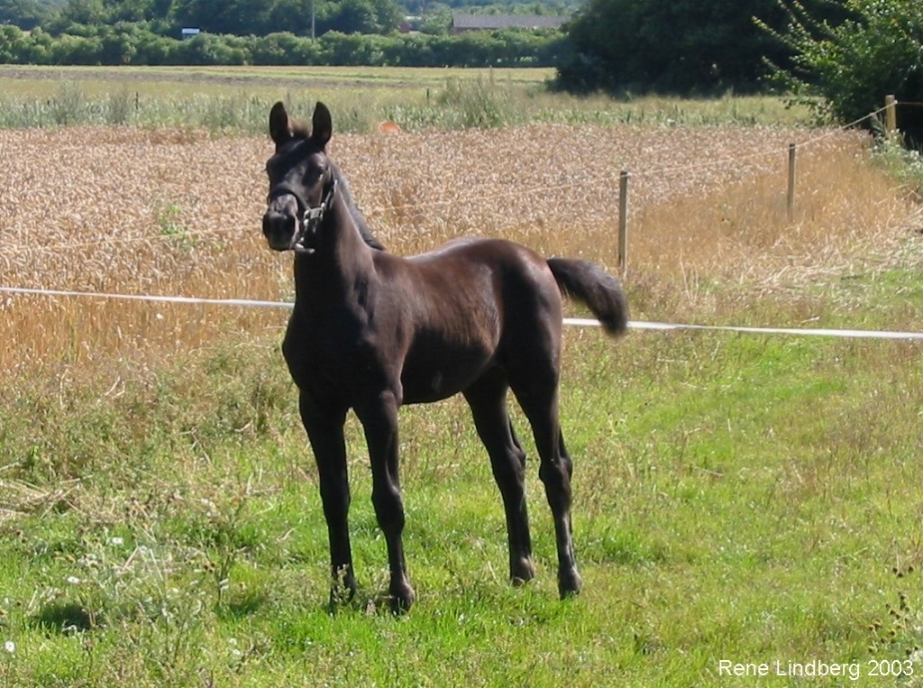 Maggie 2003, 4 mdr gammel