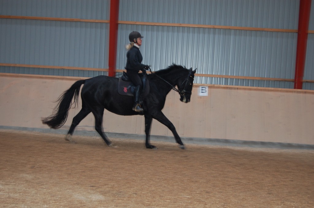 November 2012 Zobel i ridning, det er en fornøjelse at ride en så arbejdsglad hoppe !