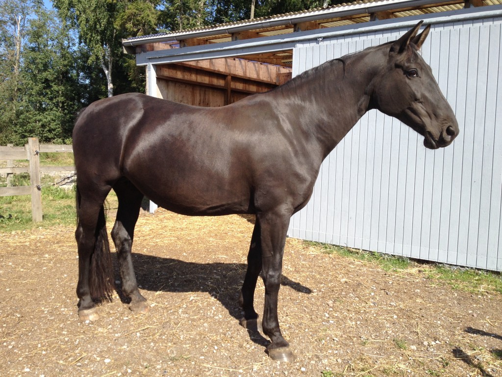 24. august 2013 Maggie er i fin form. En 10-årig dame med holdninger og meget stor arbejdsglæde !