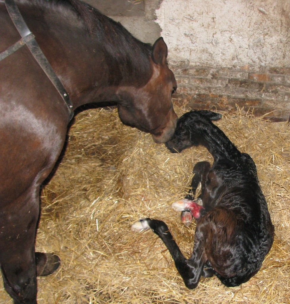 24.04.2012 Galanzo efter Gauguin af Bækkeskov er lige blevet født af Etasja af Hvarre