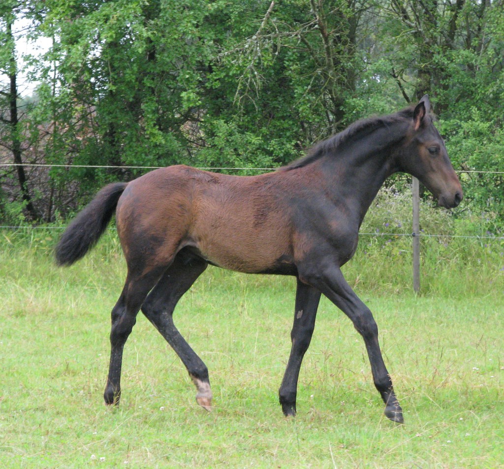 Juli 2012 Galanzo 3 mdr gammel.