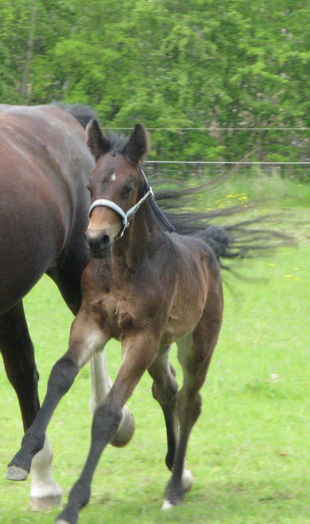 Maj 2012 Galanzo 1 md gammel.