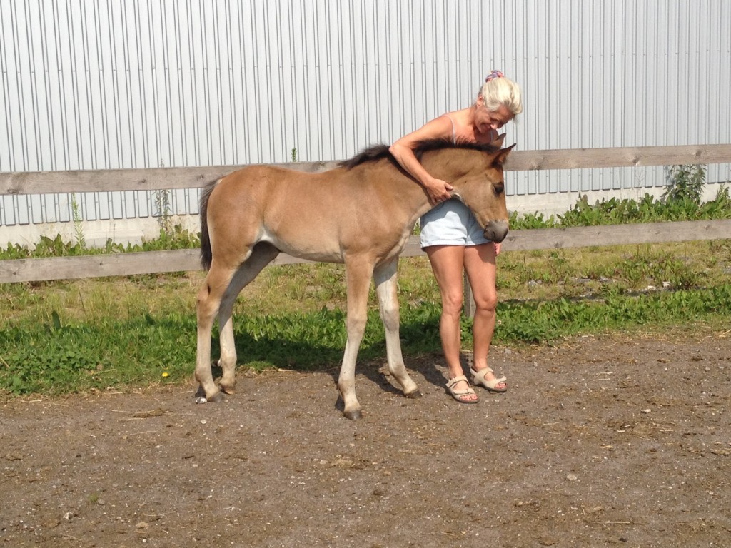 7. juli 2013 Lady Marion af Bjerrede er 2 måneder gammel og stadig kælen som en hundehvalp.