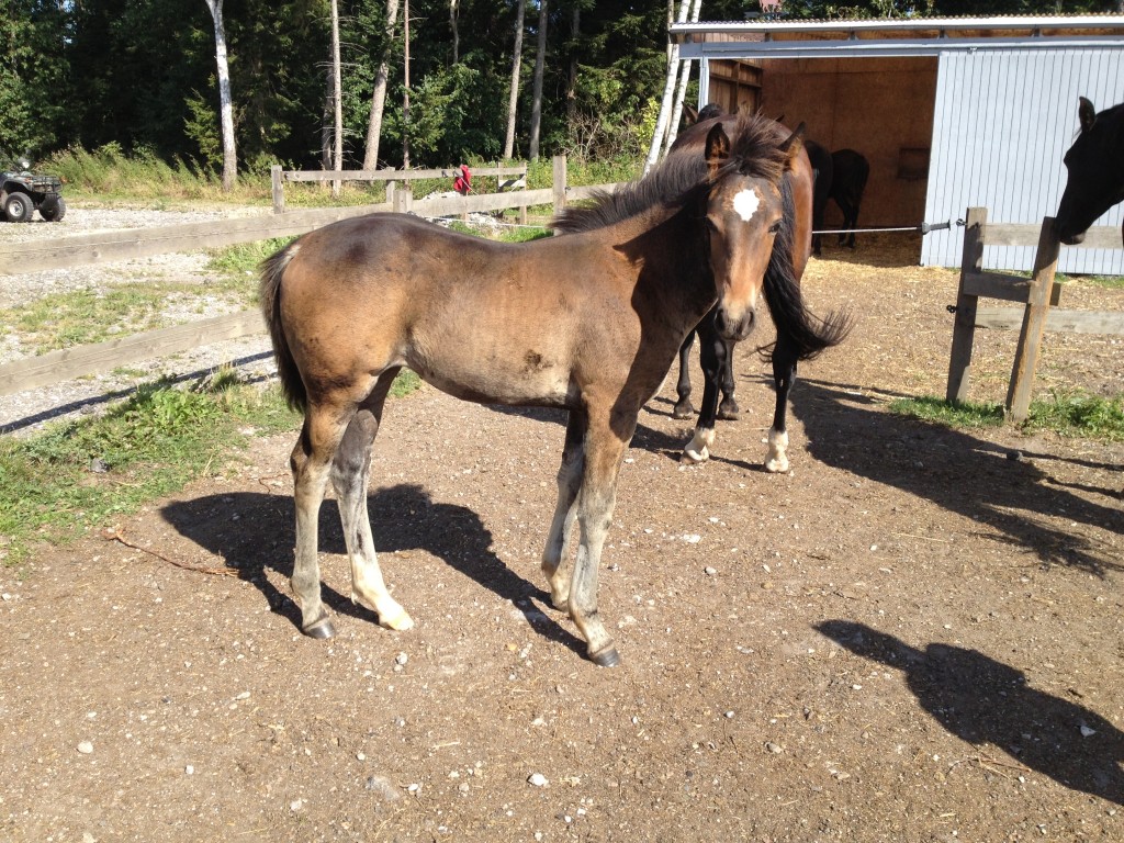 24. August 2013 Lady Marion af Bjerrede ændrer farve fra dag til dag !